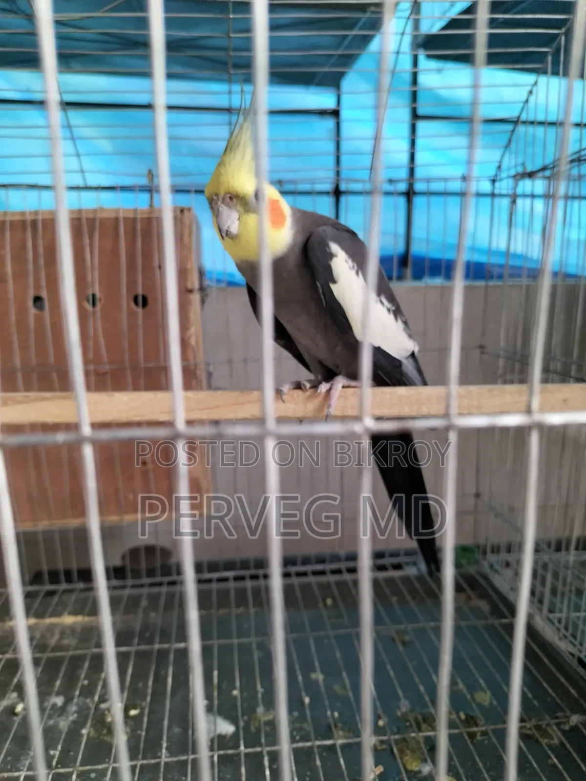 গ্রে কোকাটেল রানিং মেল পাখি বিক্রি হবে।