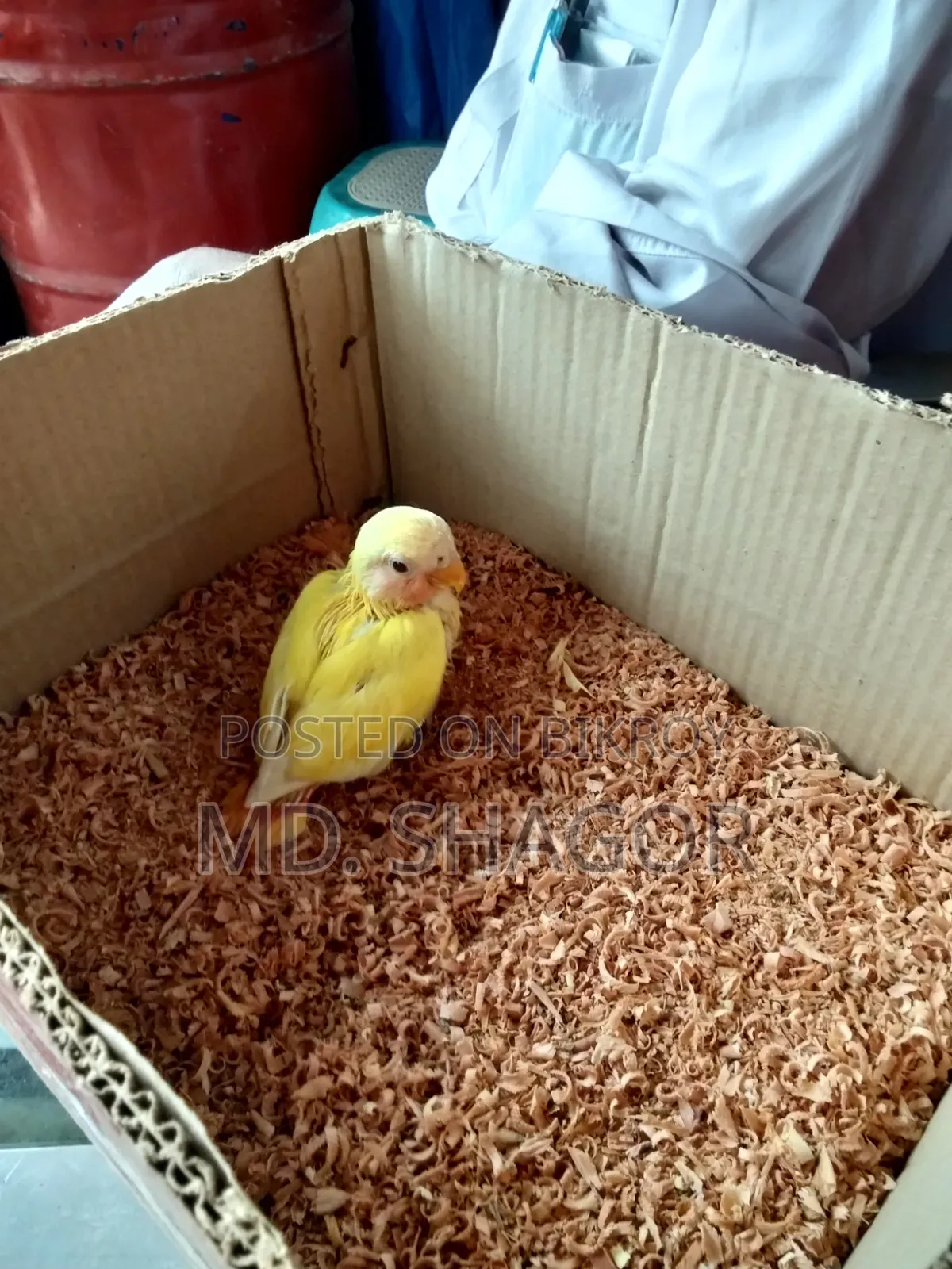 লাভ বার্ড পাখি