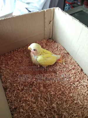 লাভ বার্ড পাখি