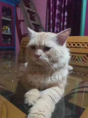 6-12 Months Male Mixed Breed Persian