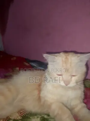 6-12 Months Male Mixed Breed Persian