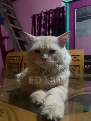 6-12 Months Male Mixed Breed Persian