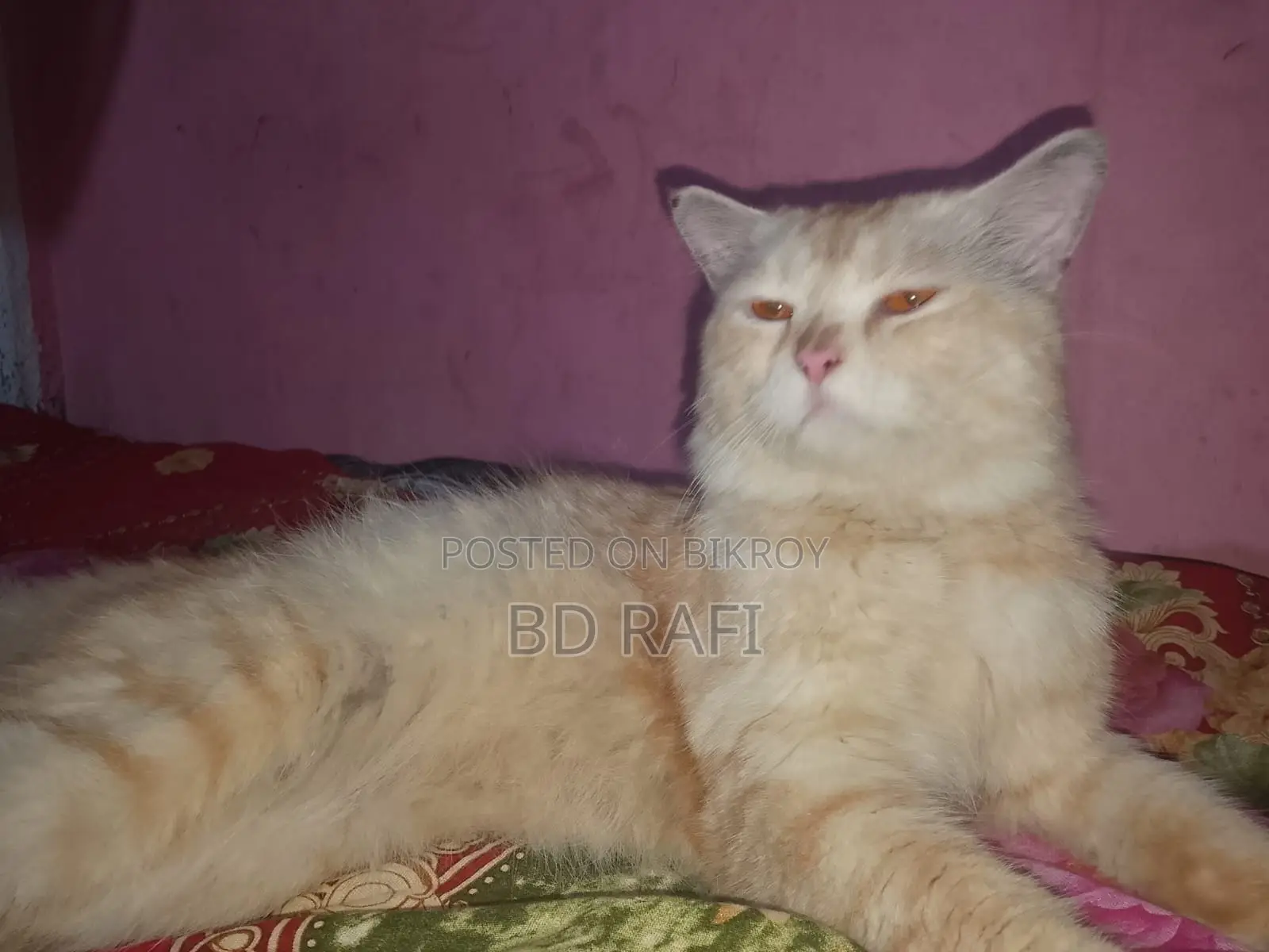 6-12 Months Male Mixed Breed Persian
