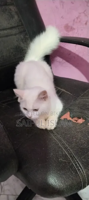 6-12 Months Female Mixed Breed Persian