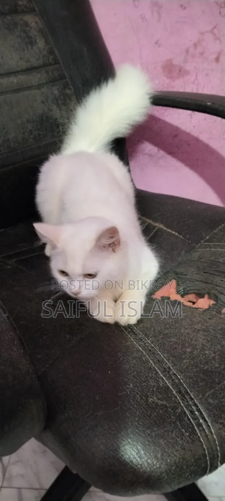 6-12 Months Female Mixed Breed Persian
