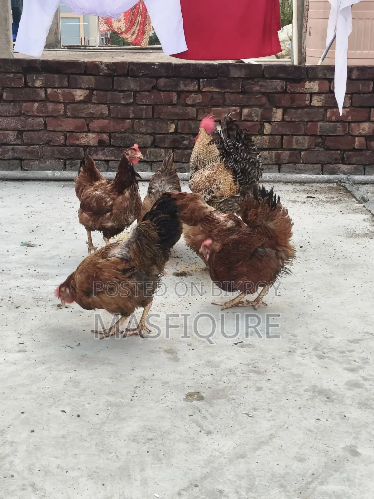 Tiger Chicken