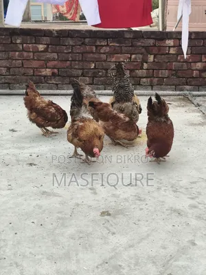 Tiger Chicken