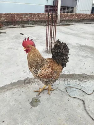 Tiger Chicken