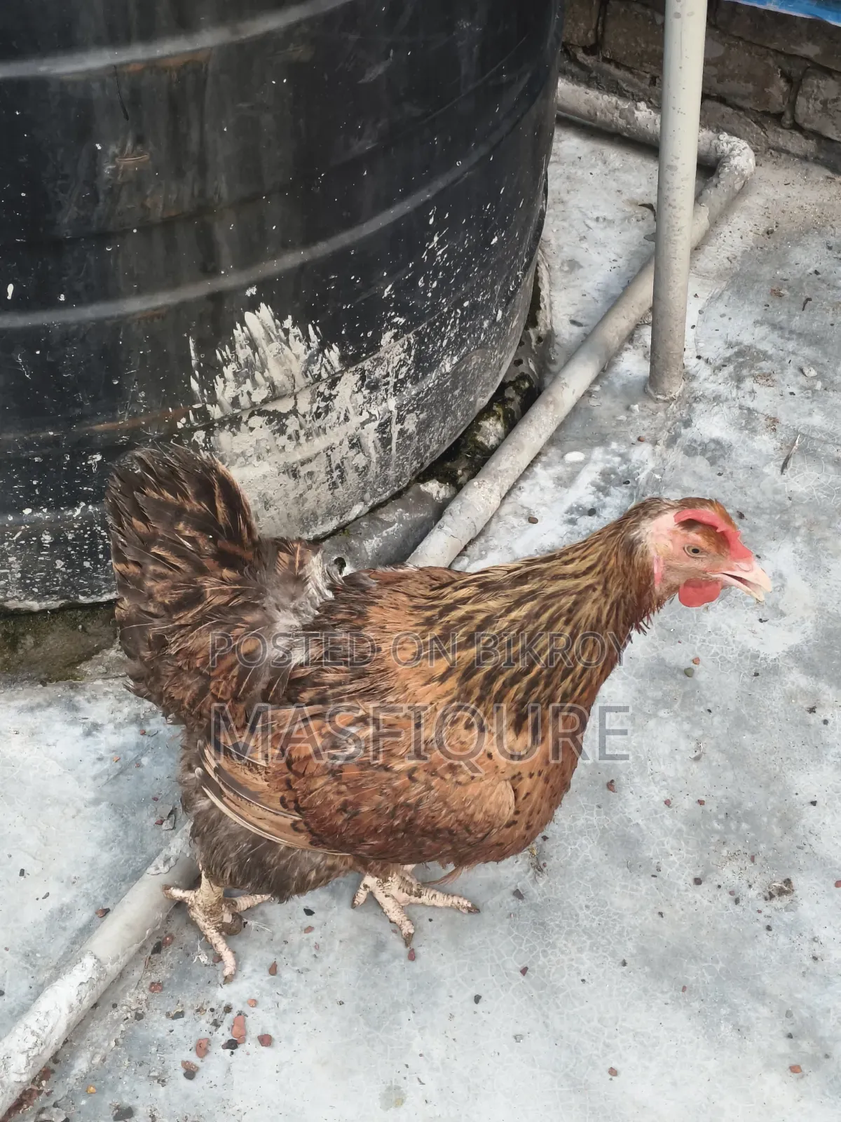 Tiger Chicken