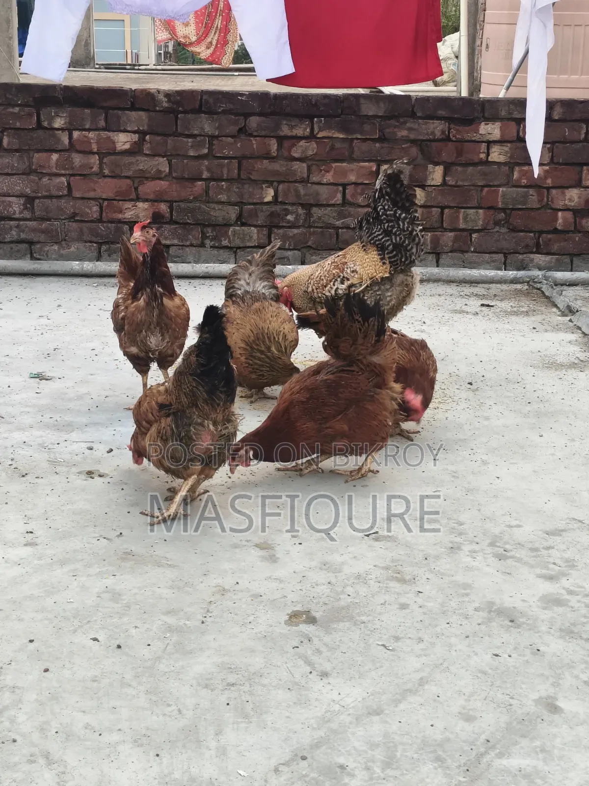 Tiger Chicken