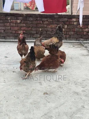 Tiger Chicken