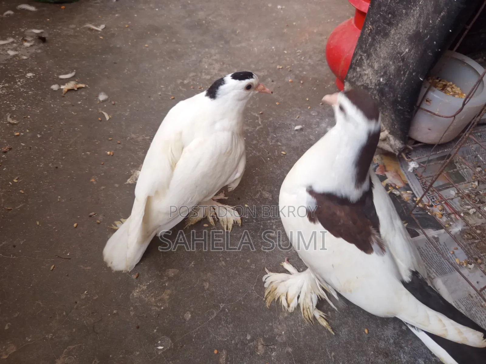 Three pairs of pigeons for sale