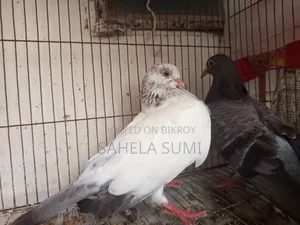 Three pairs of pigeons for sale