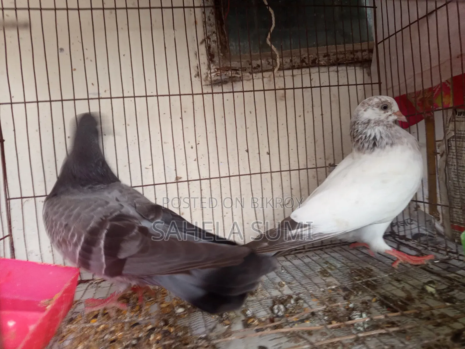 Three pairs of pigeons for sale