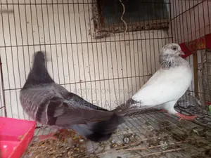 Three pairs of pigeons for sale