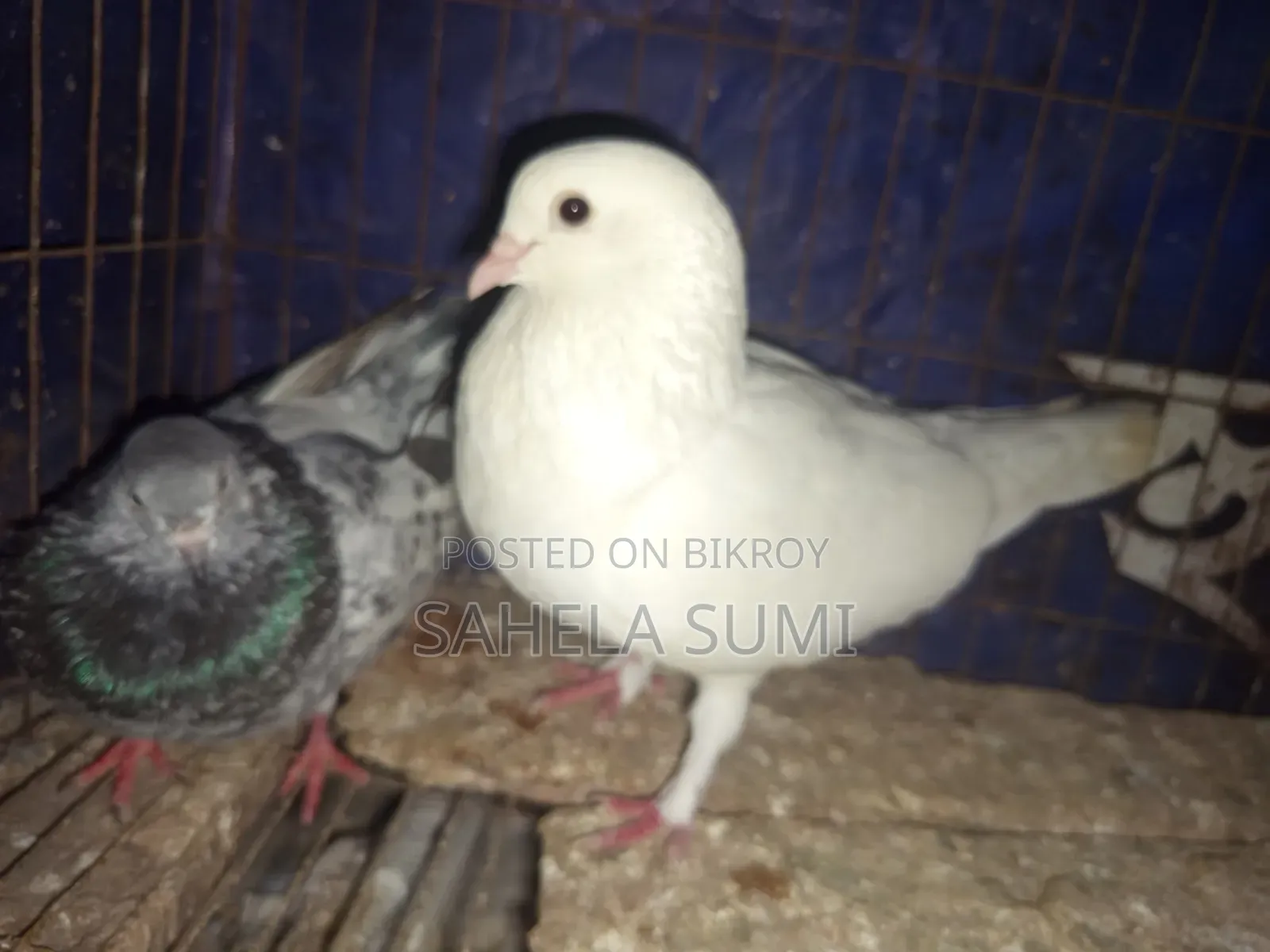 Three pairs of pigeons for sale