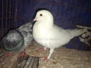 Three pairs of pigeons for sale
