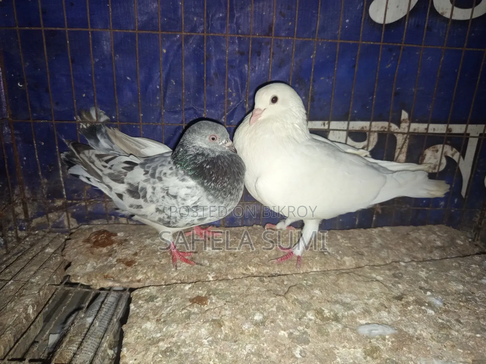 Three pairs of pigeons for sale