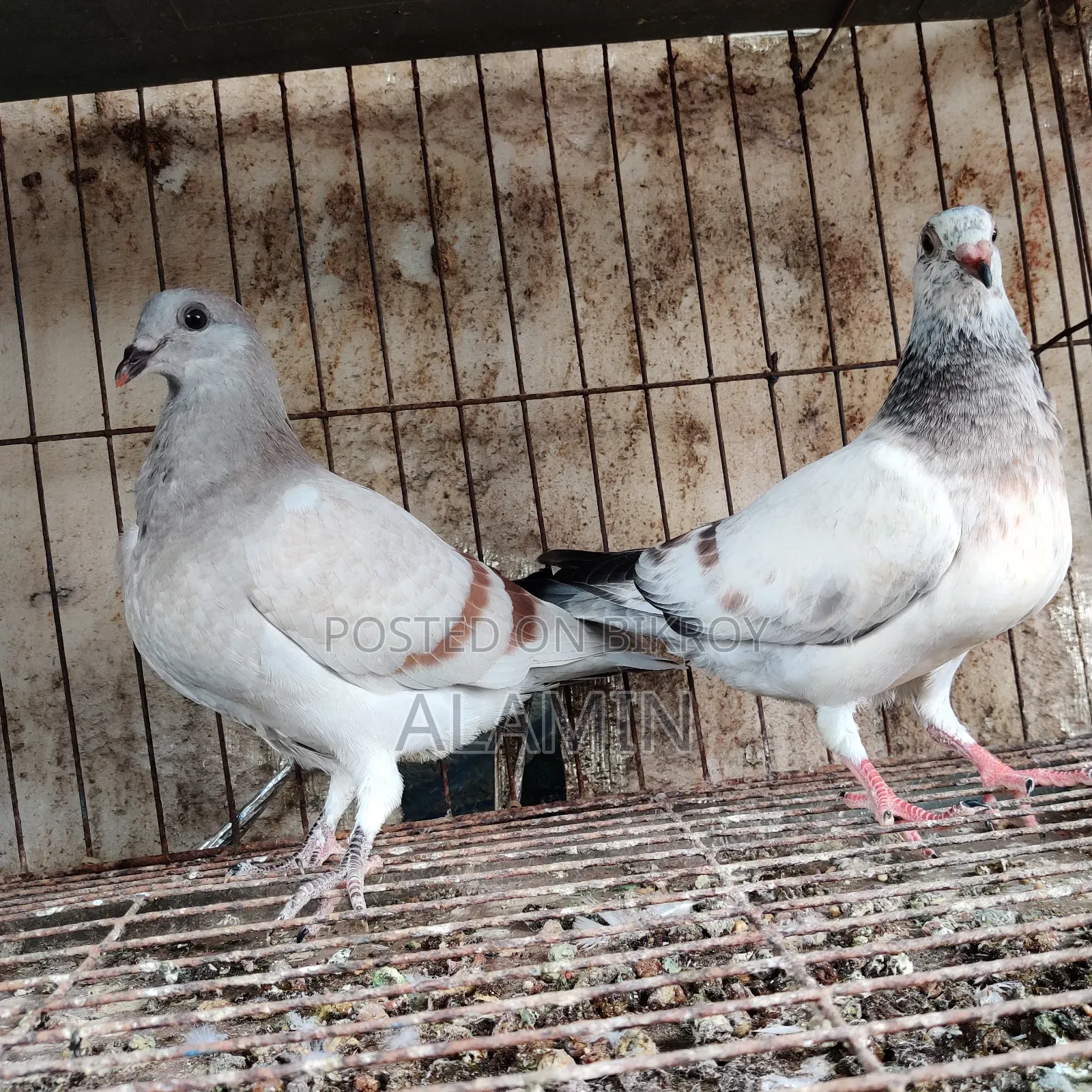 Mili Afsan Homer Baby Pair