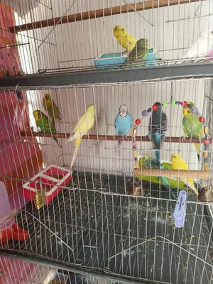 Budgerigar Birds