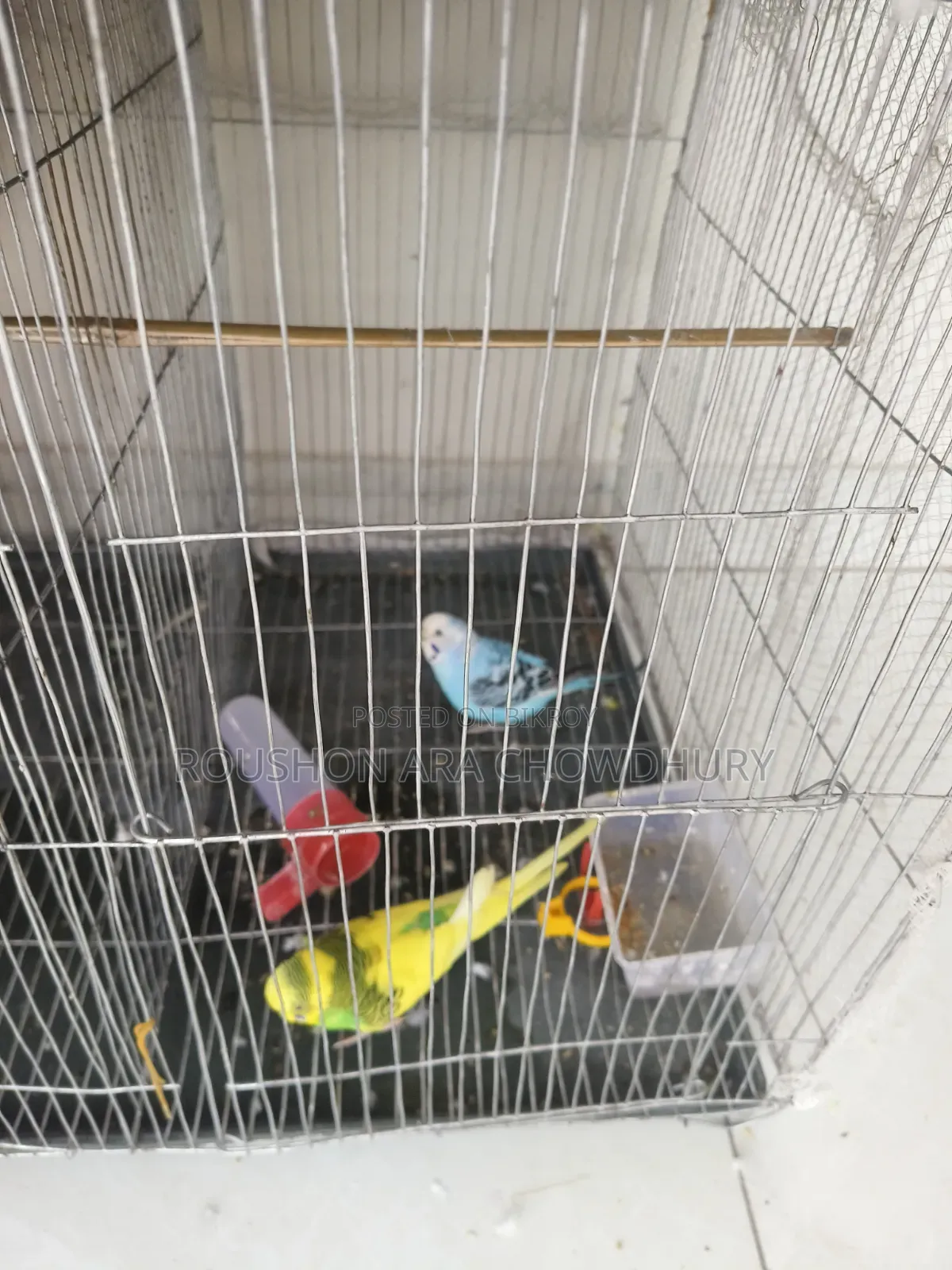 Budgerigar Birds