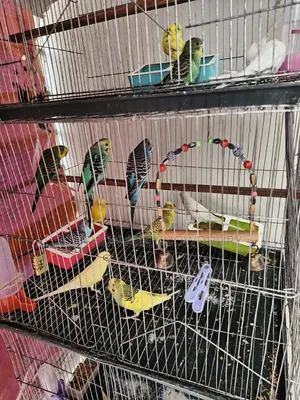 Budgerigar Birds