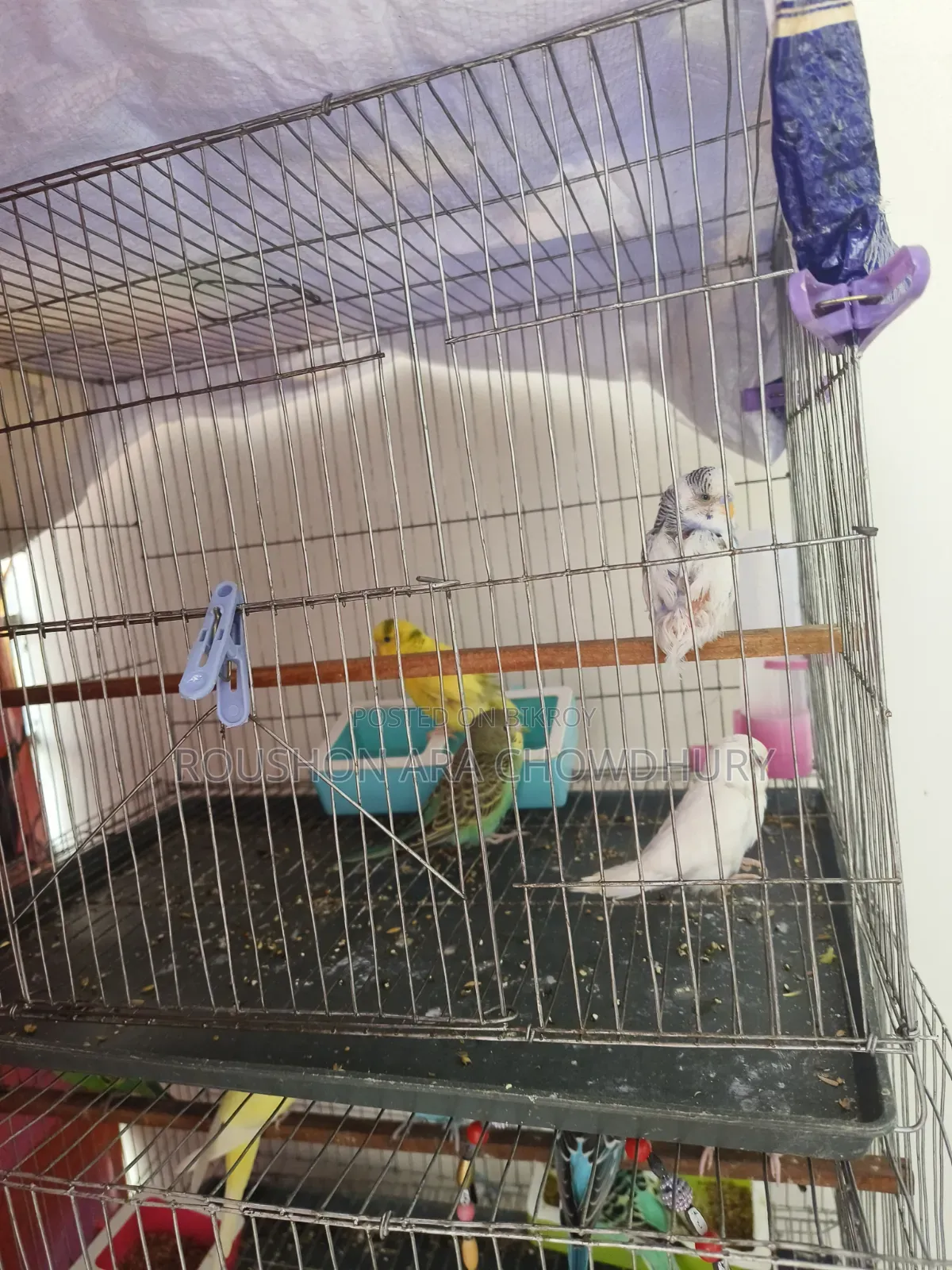 Budgerigar Birds