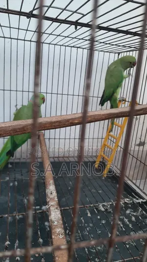 Bird and Cage