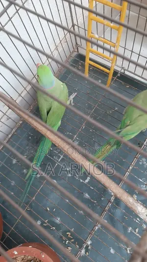 Bird and Cage