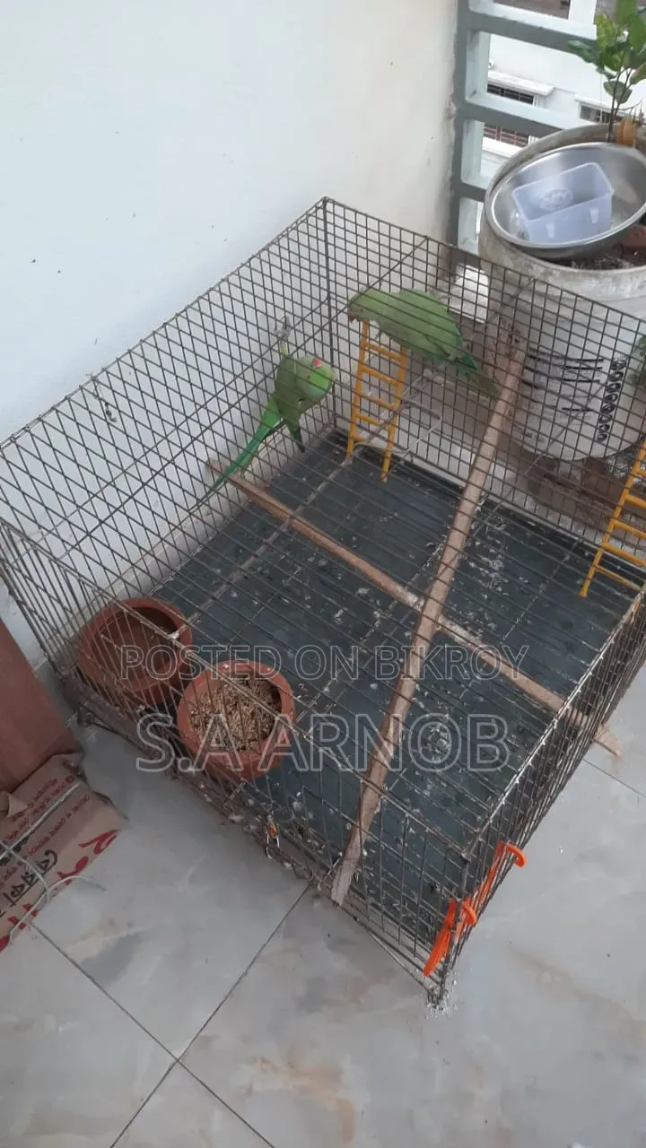 Bird and Cage