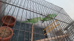 Bird and Cage