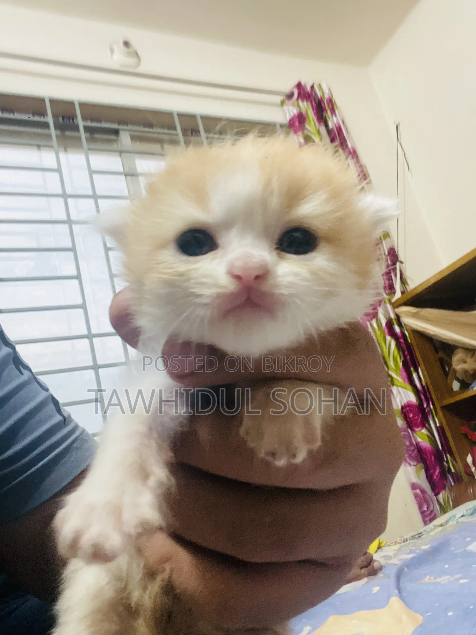 0-1 Month Male Purebred Persian