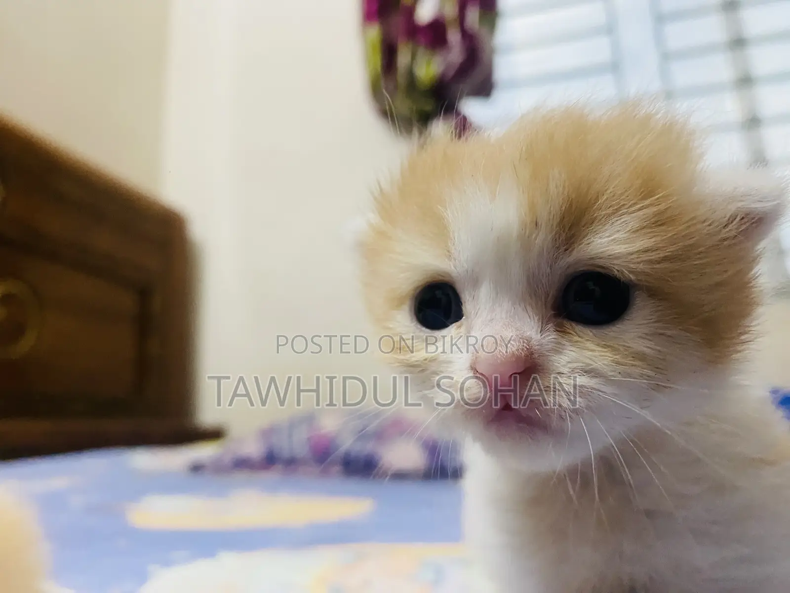 0-1 Month Male Purebred Persian