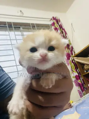0-1 Month Male Purebred Persian