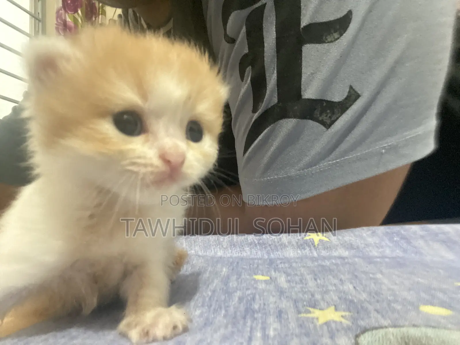 0-1 Month Male Purebred Persian