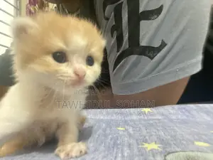 0-1 Month Male Purebred Persian
