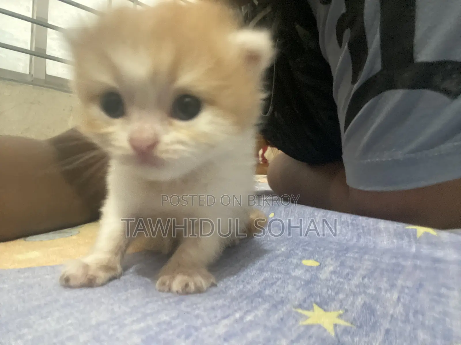 0-1 Month Male Purebred Persian