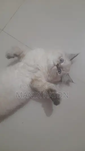 1-3 Months Female Purebred Persian Kitten