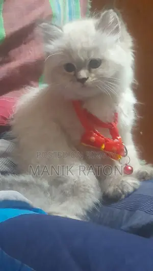 1-3 Months Female Purebred Persian Kitten