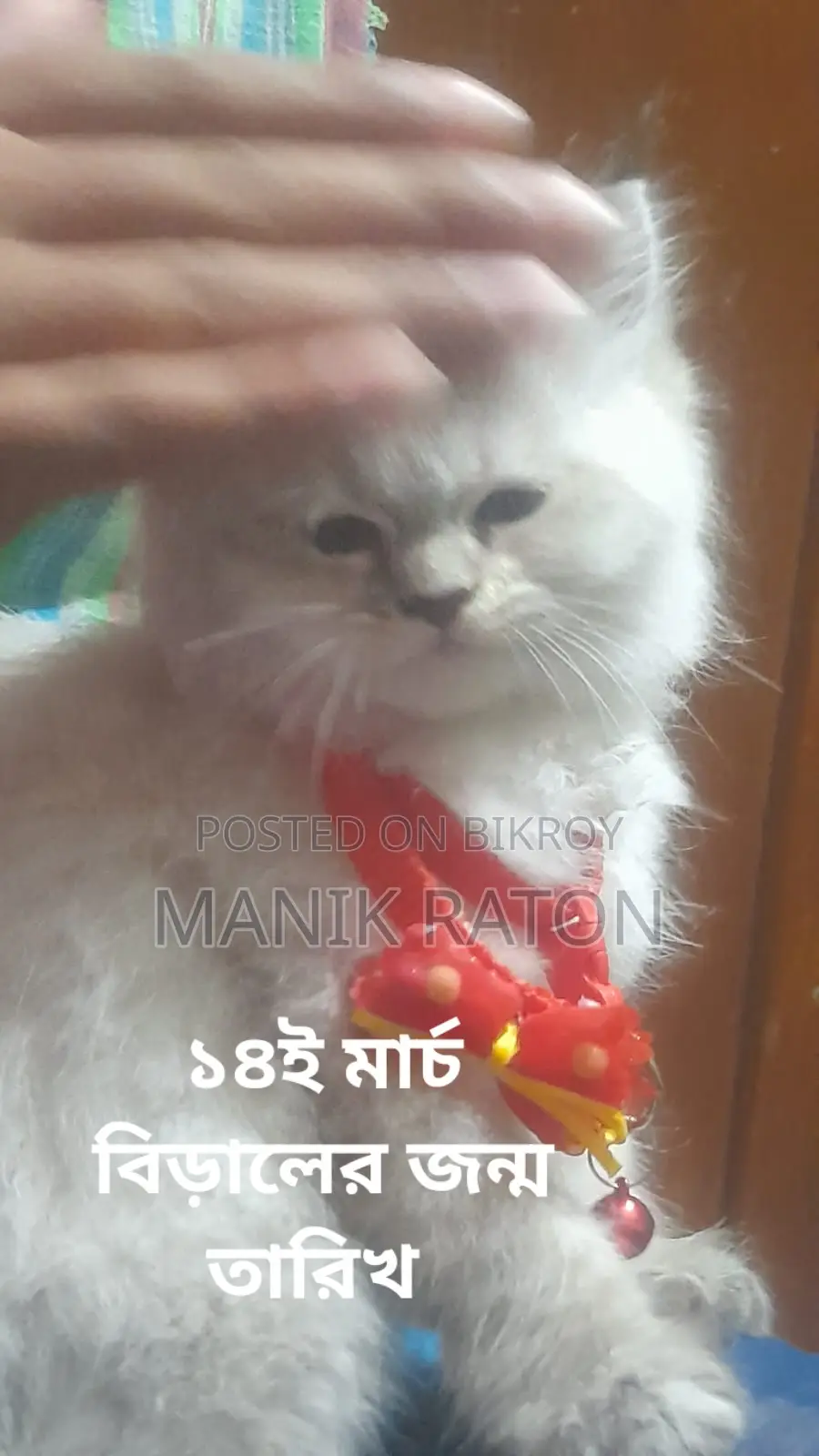 1-3 Months Female Purebred Persian Kitten