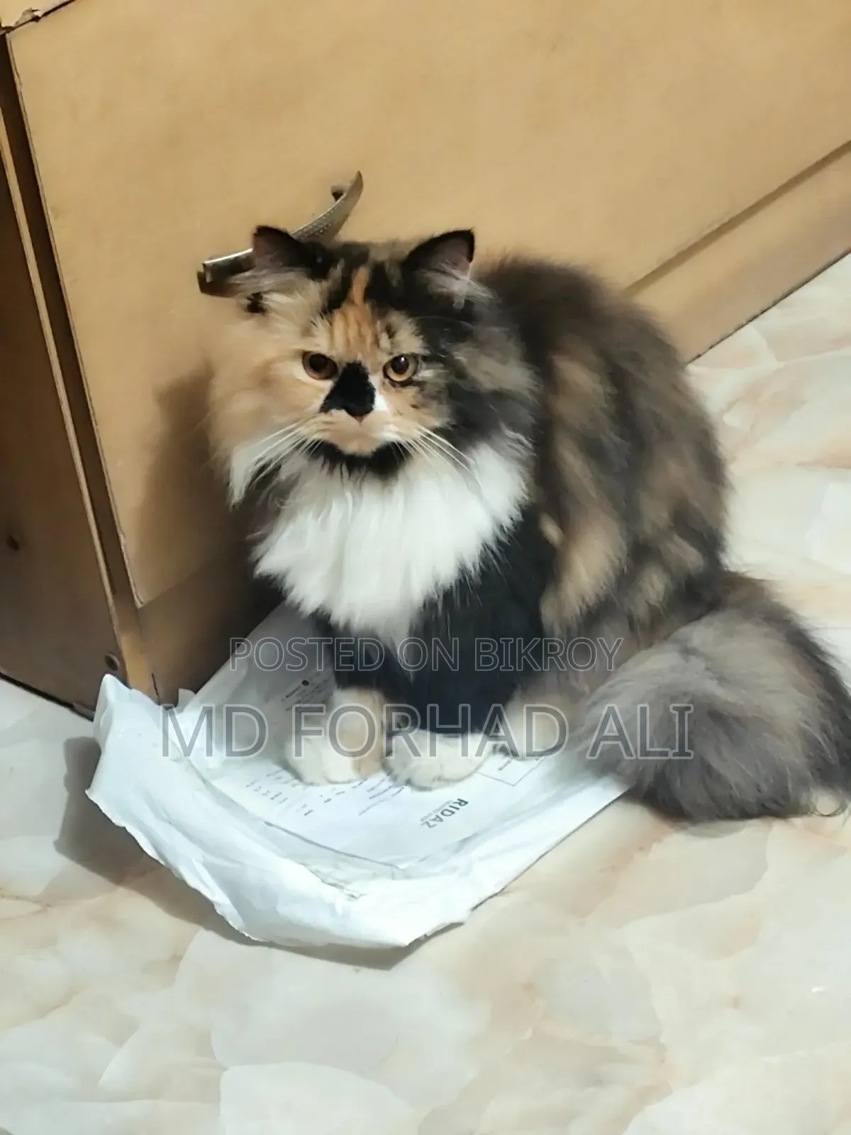 1+ Year Female Purebred Persian Cat