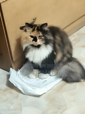 1+ Year Female Purebred Persian Cat
