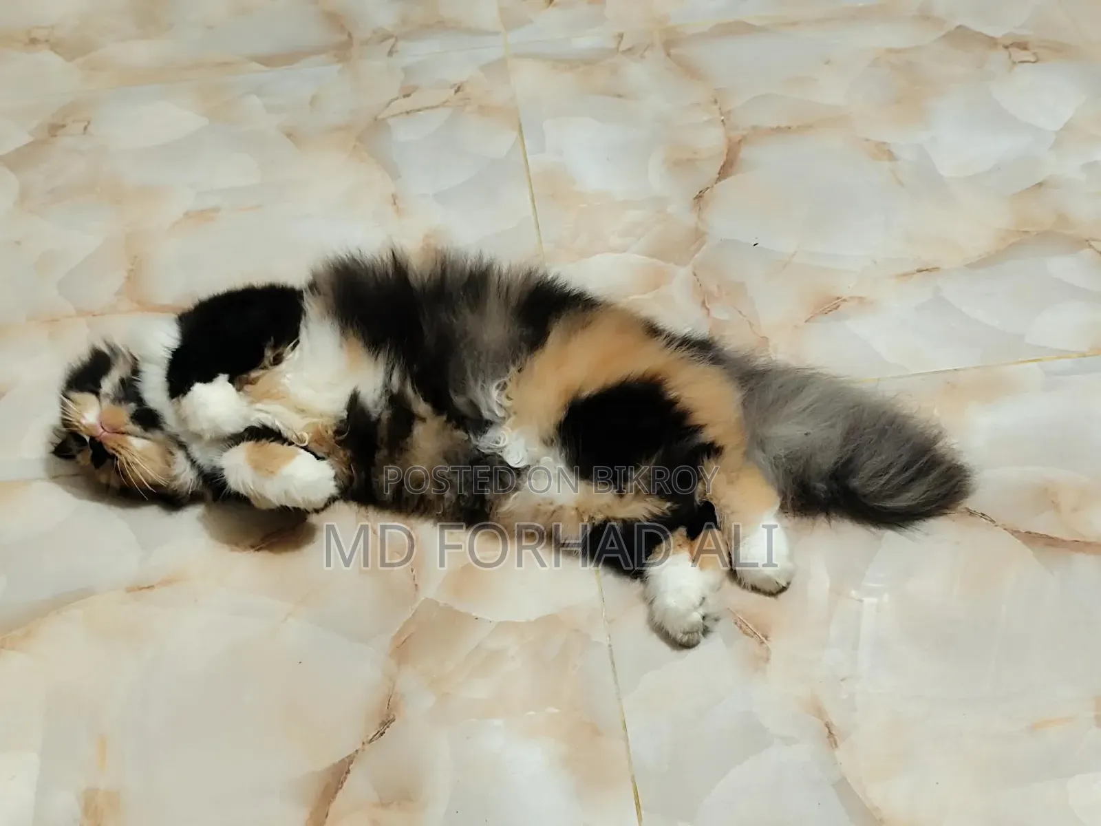 1+ Year Female Purebred Persian Cat