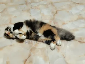 1+ Year Female Purebred Persian Cat