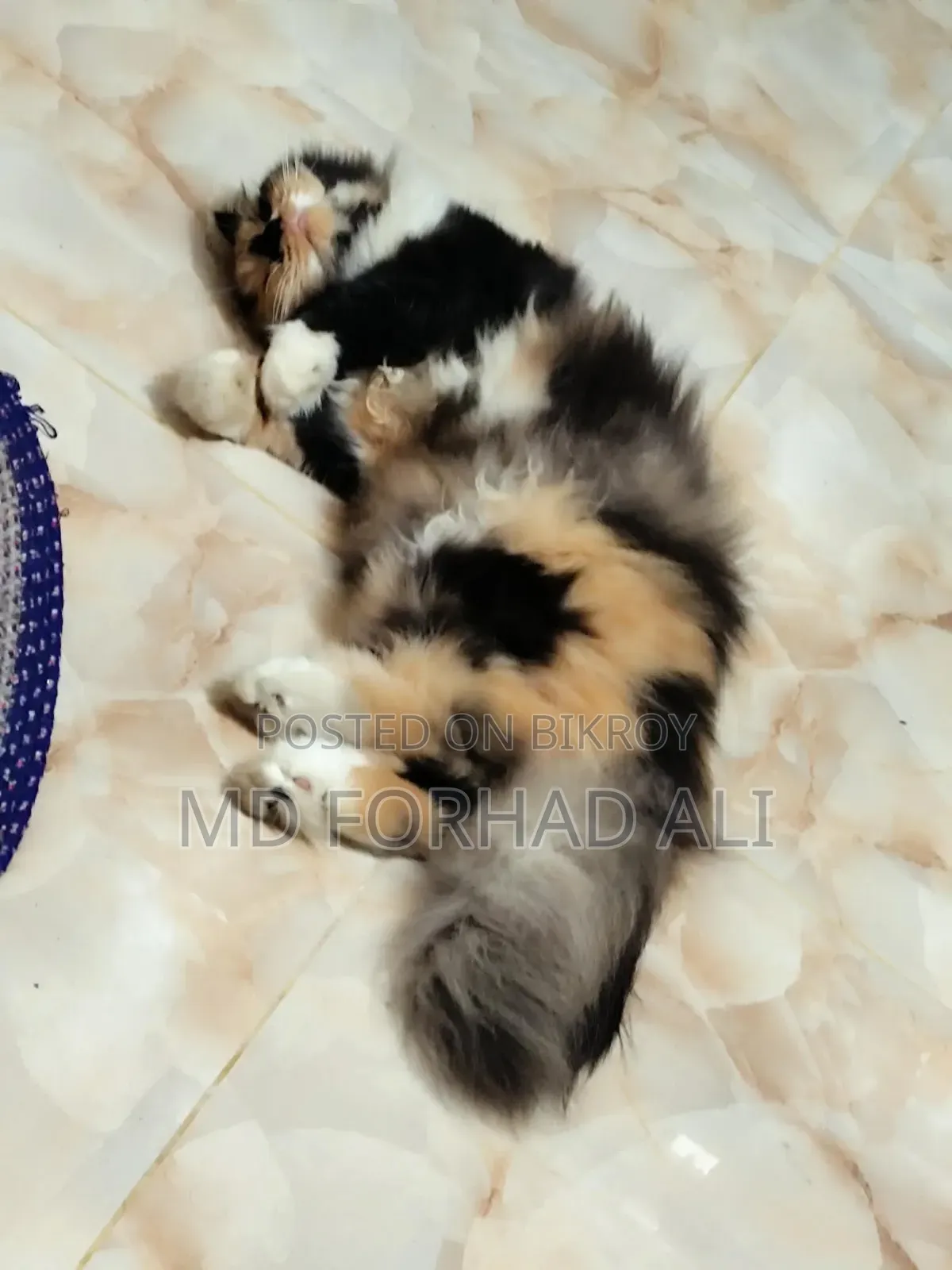 1+ Year Female Purebred Persian Cat