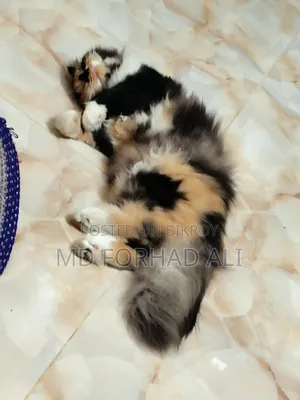 1+ Year Female Purebred Persian Cat