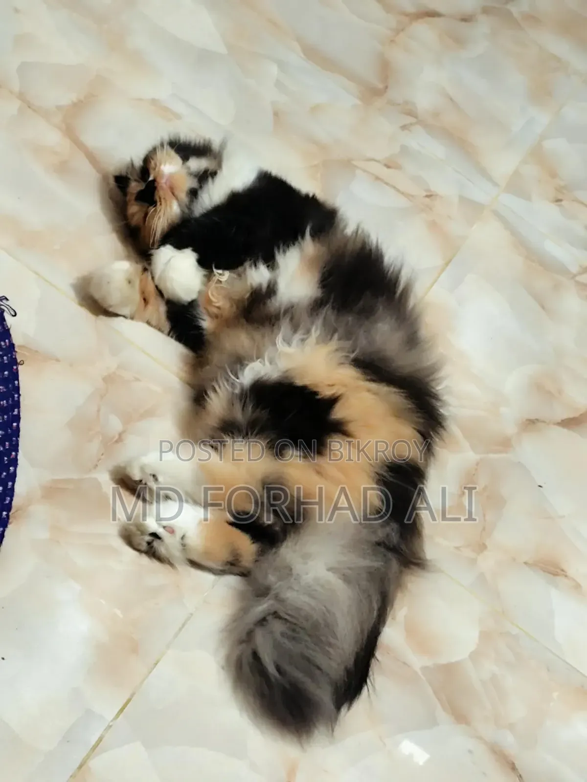 1+ Year Female Purebred Persian Cat