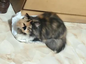 1+ Year Female Purebred Persian Cat