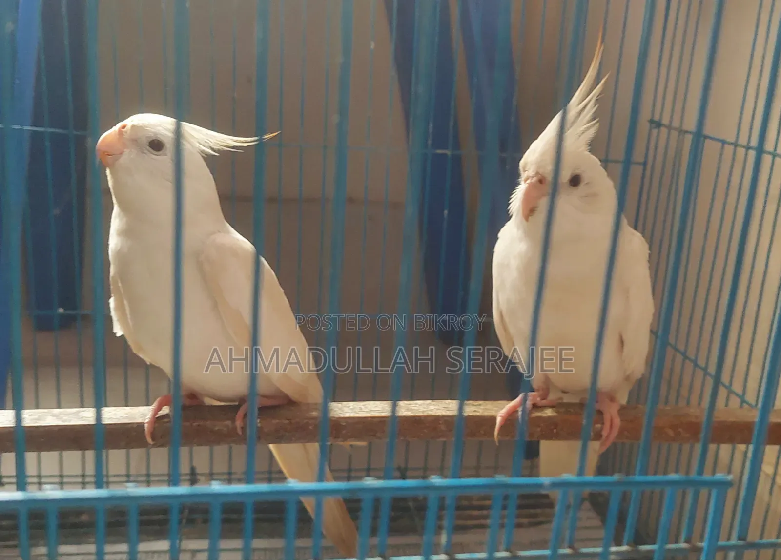 Running Albino Cockatiel Pair