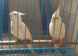 Running Albino Cockatiel Pair
